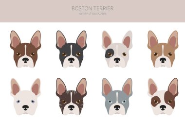 Boston Terrier Clipart 'ta. Farklı ceket renkleri. Vektör illüstrasyonu