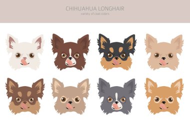 Chihuahua köpekleri farklı renklerdedir. Chihuahuas karakterleri ayarlandı. Vektör illüstrasyonu