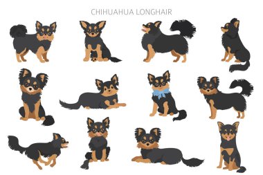 Chihuahua köpekleri farklı pozlarda. Yetişkin ve köpek yavrusu seti. Vektör illüstrasyonu