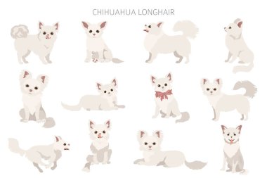 Chihuahua köpekleri farklı pozlarda. Yetişkin ve köpek yavrusu seti. Vektör illüstrasyonu