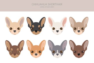 Chihuahua köpekleri farklı renklerdedir. Chihuahuas karakterleri ayarlandı. Vektör illüstrasyonu