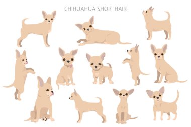 Chihuahua köpekleri farklı pozlarda. Yetişkin ve köpek yavrusu seti. Vektör illüstrasyonu