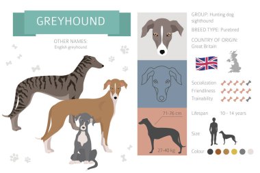 İngiliz tazı köpekleri farklı pozlarda. Greyhounds karakterleri ayarlandı. Vektör illüstrasyonu