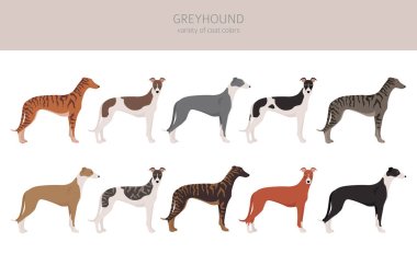 English greyhound dogs different coat colors. Greyhounds characters set.  Vector illustration clipart