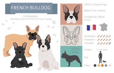 Fransız bulldog köpeği beyazı izole etti. Karakteristik, renk çeşitliliği, mizaç bilgisi. Köpek bilgi koleksiyonu. Vektör illüstrasyonu