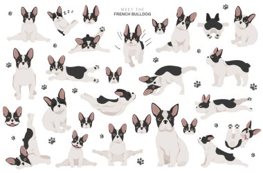 Yoga köpekleri poz verir ve egzersiz yapar. Fransız Bulldog Clipart. Vektör illüstrasyonu