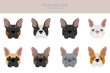 Fransız bulldog 'u. Farklı türde palto renginde köpek seti. Vektör illüstrasyonu