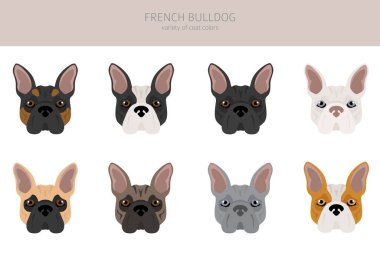 French bulldog. Different varieties of coat color dog set.  Vector illustration clipart
