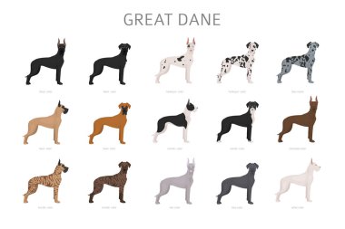Great dane. Different variaties of coat color dog set.  Vector illustration clipart