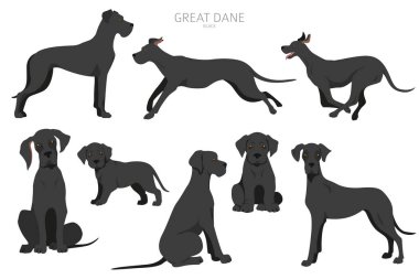 Farklı pozlarda büyük danua köpekleri. Yetişkin ve harika dane yavrusu seti. Vektör illüstrasyonu