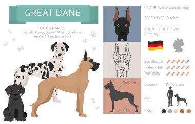 Büyük Danimarkalı köpek beyazı izole etmiş. Karakteristik, renk çeşitliliği, mizaç bilgisi. Köpek bilgi koleksiyonu. Vektör illüstrasyonu