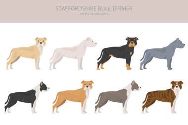Pitbull tipi köpekler. Staffordshire boğa teriyeri. Farklı renkte kabadayı köpekleri seti. Vektör illüstrasyonu