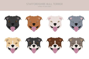 Pitbull tipi köpekler. Staffordshire boğa teriyeri. Farklı renkte kabadayı köpekleri seti. Vektör illüstrasyonu