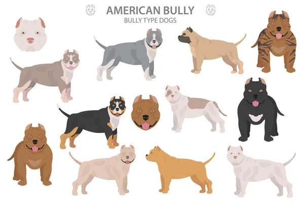 Pit Bull Type Dogs American Bully Different Variaties Coat Color — Stock Vector