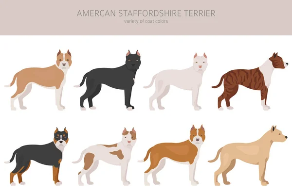 American Staffordshire Terrier Dogs Set Odrůdy Barev Různé Pózy Infografická — Stockový vektor