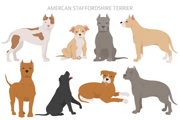 American Staffordshire Terrier Dogs Set Odrůdy Barev Různé Pózy Infografická — Stockový vektor