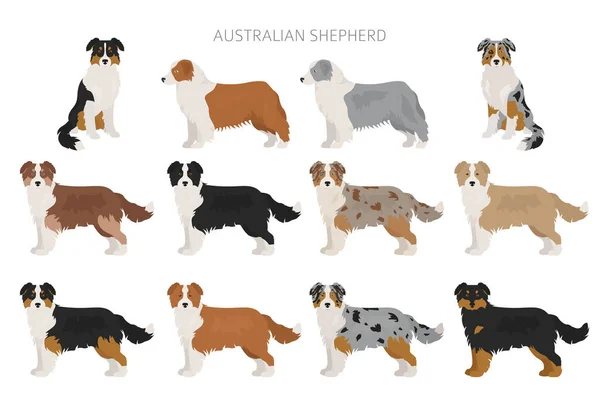 Cane Pastore Australiano Diverse Varianti Colore Del Cappotto Set Illustrazione — Vettoriale Stock