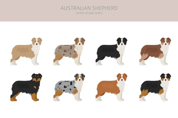 没有尾巴的澳大利亚牧羊犬 不同种类的外套色系 矢量说明 — 图库矢量图片