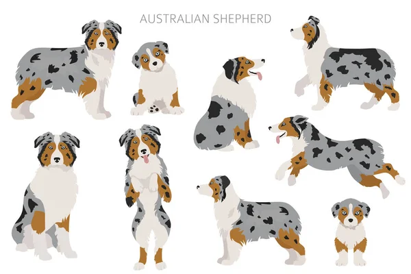 澳大利亚牧羊犬集合 各种颜色 不同的姿势 狗的信息资料收集 矢量说明 — 图库矢量图片