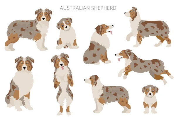 Cães Pastores Australianos Preparados Variedades Cor Poses Diferentes Coleção Infográficos — Vetor de Stock