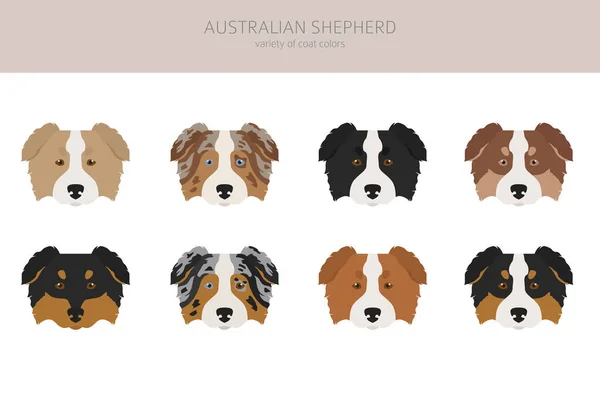 Berger Australien Sans Queue Différentes Variations Couleur Robe Ensemble Illustration — Image vectorielle