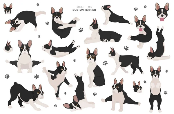 Clipart Terrier Boston Cão Silhueta Saudável Ioga Poses Set Ilustração — Vetor de Stock