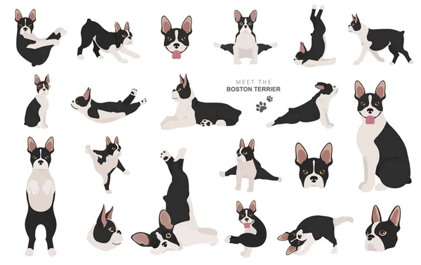 Clipart Terrier Boston Cão Silhueta Saudável Ioga Poses Set Ilustração — Vetor de Stock