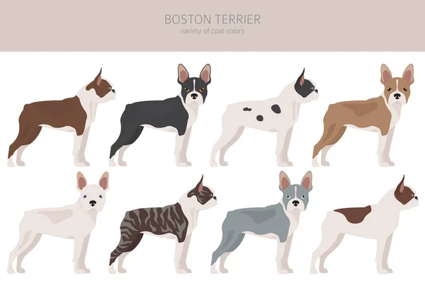 Clipart Boston Terrier Conjunto Diferentes Colores Capa Ilustración Vectorial — Vector de stock