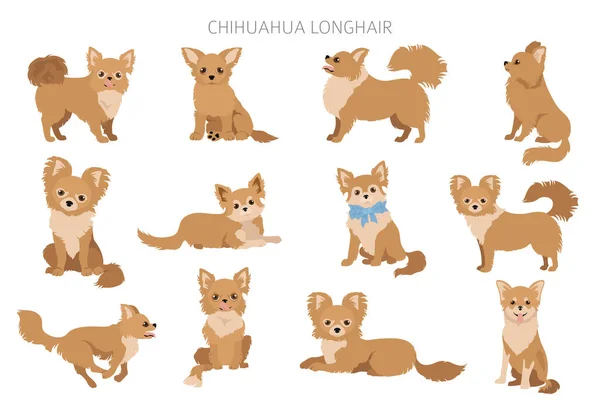 Chihuahua Kutyák Különböző Pózokban Felnőtt Kiskutya Készlet Vektorillusztráció — Stock Vector