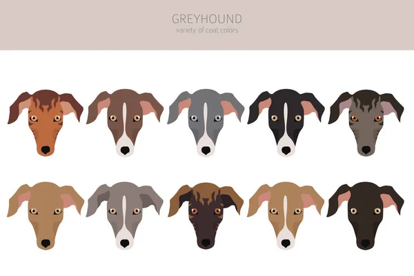 Chiens Lévriers Anglais Différentes Couleurs Manteau Jeu Caractères Greyhounds Illustration — Image vectorielle