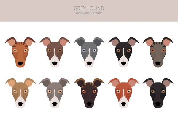 Engelska Greyhound Hundar Olika Pälsfärger Greyhounds Karaktärer Klara Vektorillustration — Stock vektor