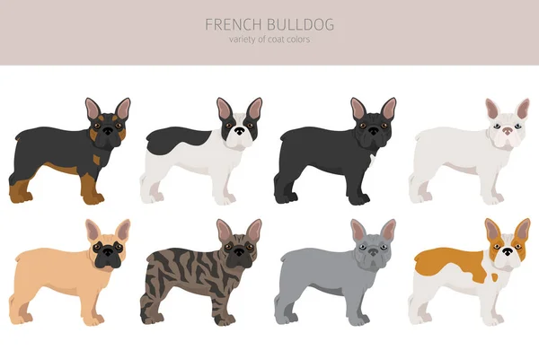 法国斗牛犬 不同品种的皮毛彩狗套 矢量说明 — 图库矢量图片