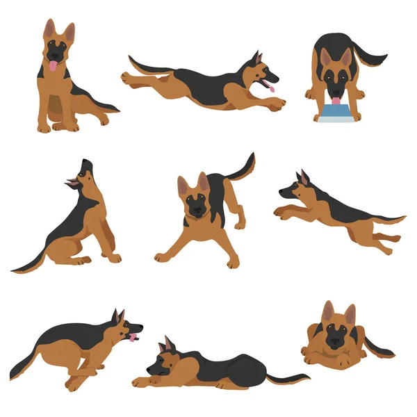 German Shepherd Dogs Different Poses Shepherd Characters Set Vector Illustration — Stock Vector