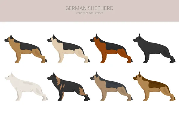 Német Juhászkutyák Különböző Színű Kabát Shepherd Karakterek Beállítva Vektorillusztráció — Stock Vector