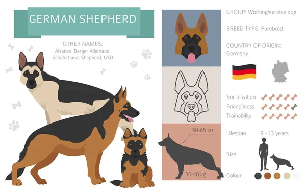 Schäferhund Isoliert Auf Weiß Charakteristik Farbvielfalt Temperamentsinformation Dogs Infografik Sammlung — Stockvektor