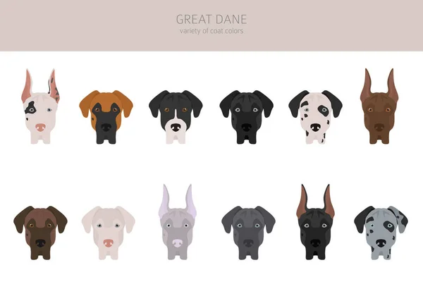 Great Dane Different Varieties Coat Color Dog Set Vector Illustration — Stock Vector