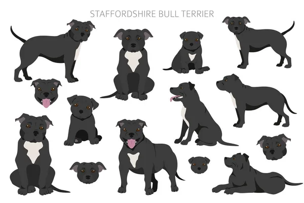 Staffordshire Touro Terrier Poses Diferentes Personagens Staffy Configurados Ilustração Vetorial — Vetor de Stock