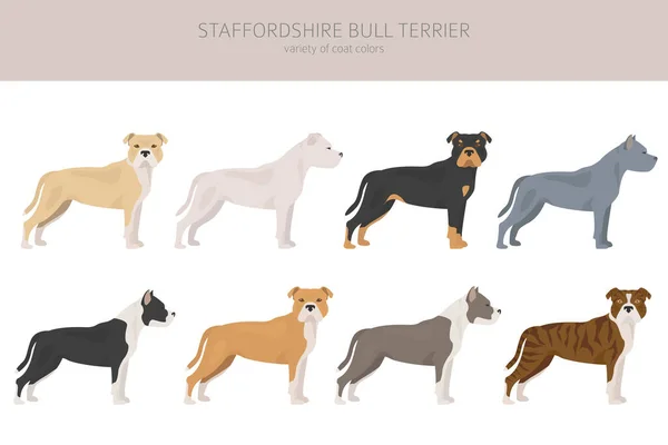 咬公牛类型的狗 斯塔福德郡的公牛犬不同种类的皮毛颜色的恶狗集合 矢量说明 — 图库矢量图片