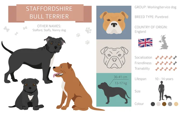 Staffordshire Bullterrier Hund Isoliert Auf Weiß Charakteristik Farbvielfalt Temperamentsinformation Dogs — Stockvektor