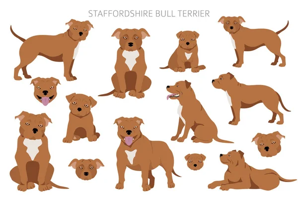 Staffordshire Býčí Teriér Různých Pózách Staffyho Postavy Nastaveny Vektorová Ilustrace — Stockový vektor