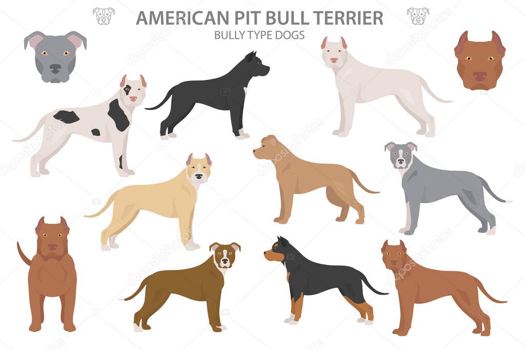 Pit bull type dogs. American pit bull terrier. Different variaties of coat color bully dogs set.  Vector illustration