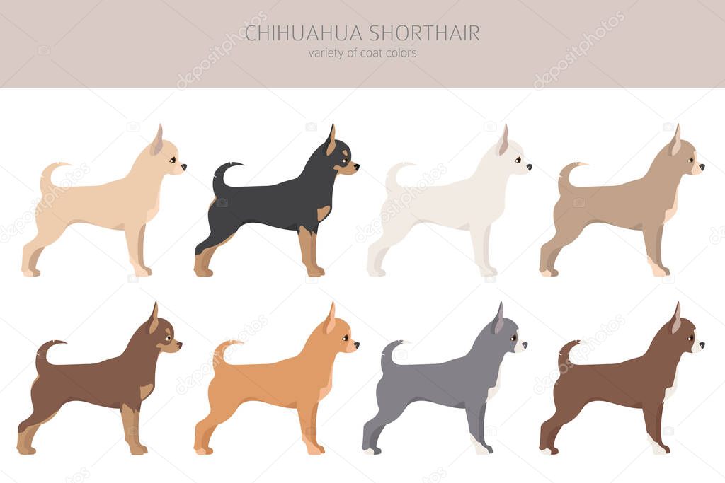 Chihuahua dogs different coat colors. Chihuahuas characters set.  Vector illustration