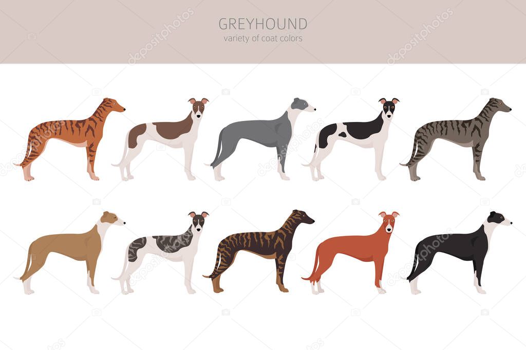 English greyhound dogs different coat colors. Greyhounds characters set.  Vector illustration
