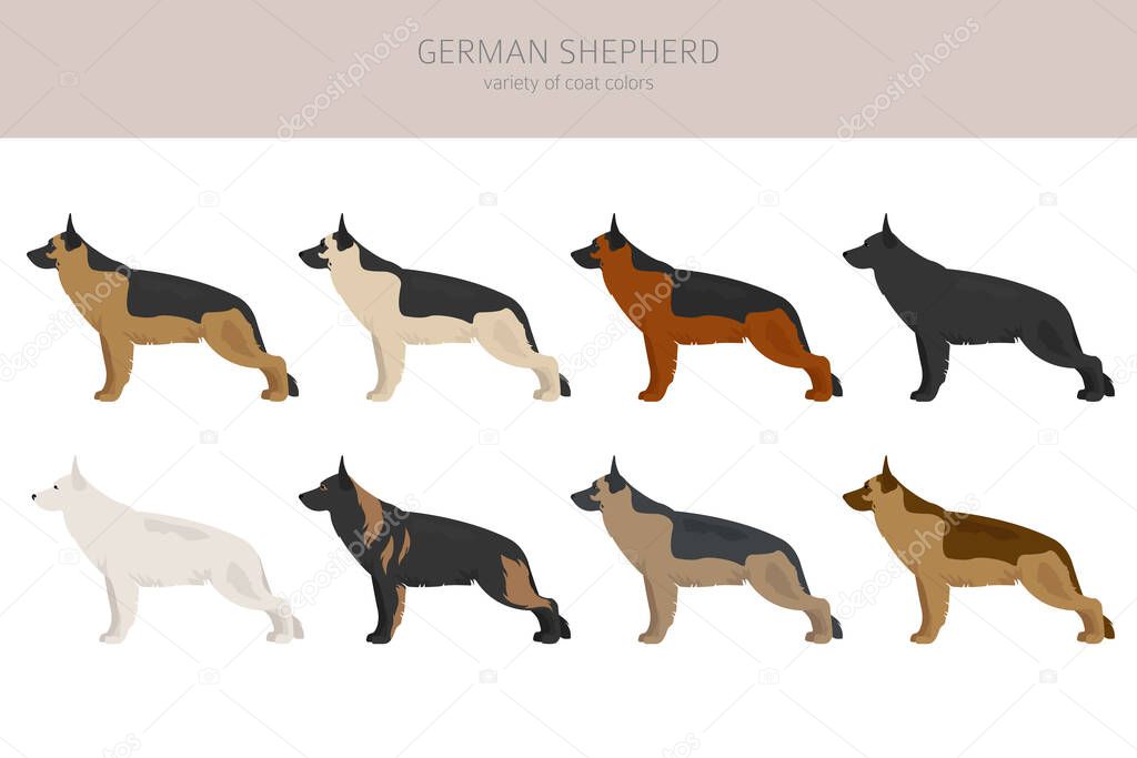 German shepherd dogs different coat colors. Shepherd characters set.  Vector illustration