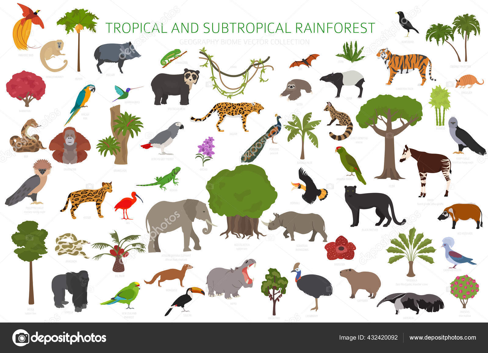 rainforest biome animals