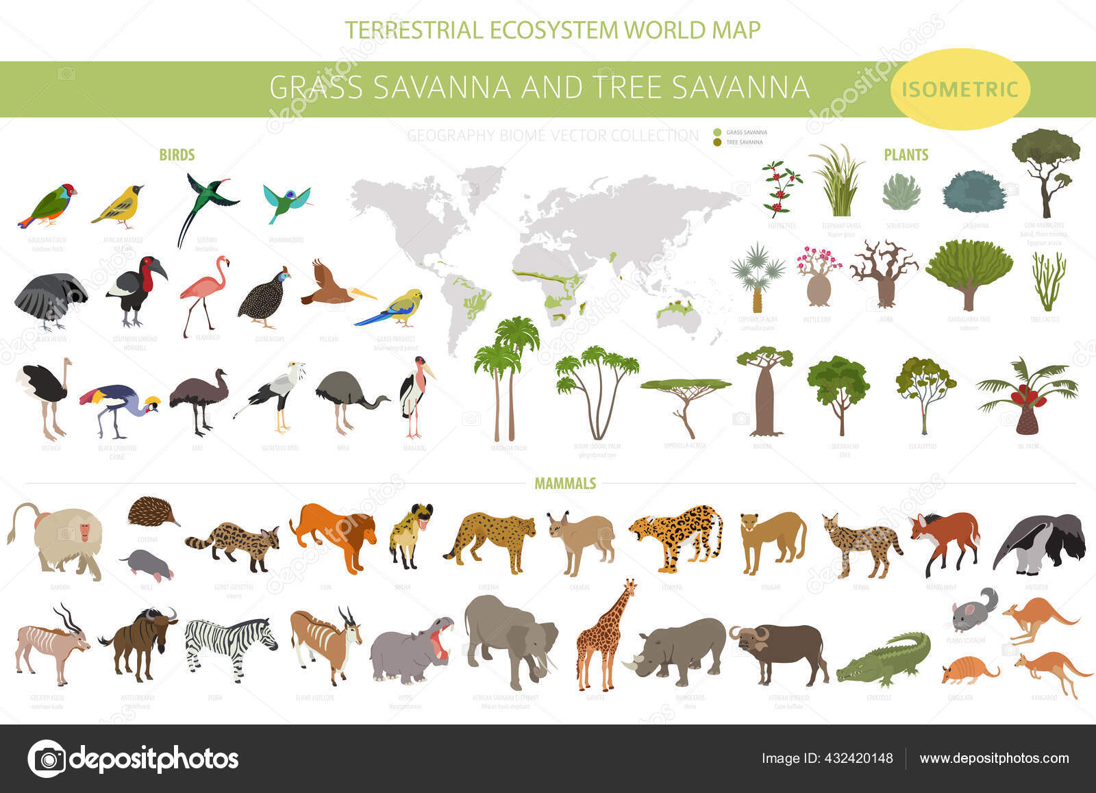 Tree Savanna Grass Savanna Biome Natural Region Isometric Infographic