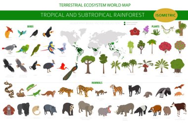 Tropikal ve astropikal yağmur ormanı biyolojisi, doğal bölge bilgisi. Amazon, Afrika, Asya, Avustralya yağmur ormanları. Hayvanlar, kuşlar ve bitkiler 3D izometrik dizayn seti. Vektör illüstrasyonu
