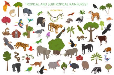 Tropikal ve astropikal yağmur ormanı biyolojisi, doğal bölge bilgisi. Amazon, Afrika, Asya, Avustralya yağmur ormanları. Hayvanlar, kuşlar ve bitkiler 3D izometrik dizayn seti. Vektör illüstrasyonu