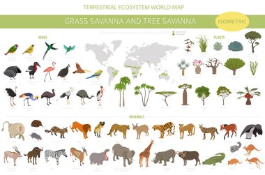 Ağaç savanası ve çim savanası biyolojisi, doğal bölge izometrik 3 boyutlu bilgi. Orman ve çayır savanası, prarie, pampa. Hayvanlar, kuşlar ve bitkiler ekosistem dizaynı. Vektör illüstrasyonu