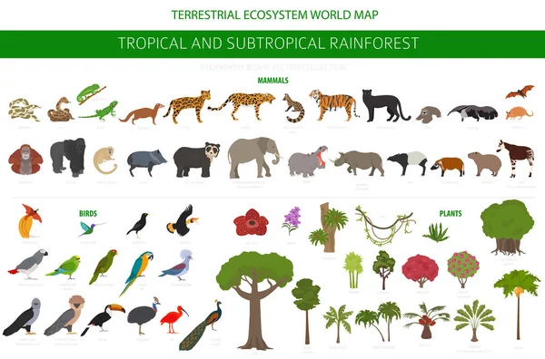 Trópusi Szubtrópusi Esőerdő Bióma Természetes Régió Infografika Amazonasi Afrikai Ázsiai — Stock Vector